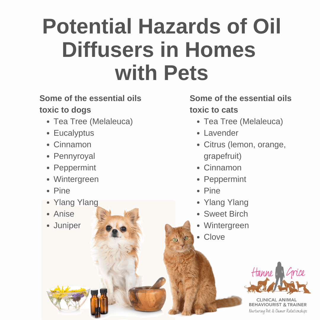 Oil diffusers outlet and cats