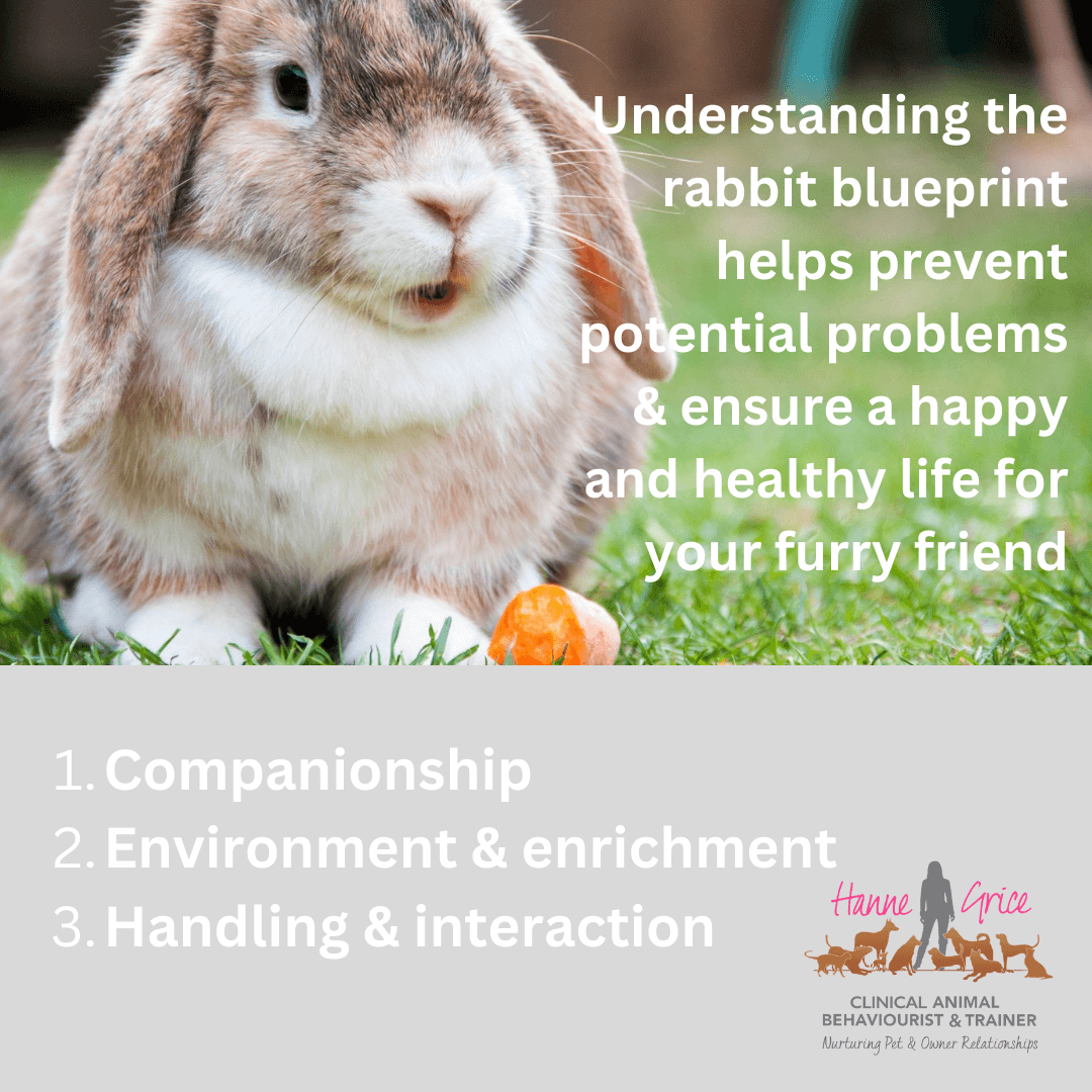 Fulfilling Your Rabbit's Need for Exercise and Enrichment: A Complete Guide