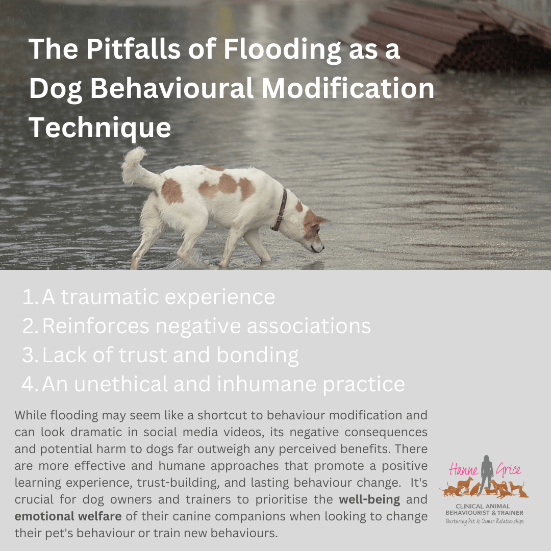 The Pitfalls of Flooding as a Dog Behavioural Modification Technique ...